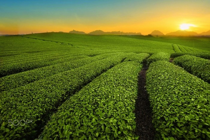 Đồi chè Mộc Châu
