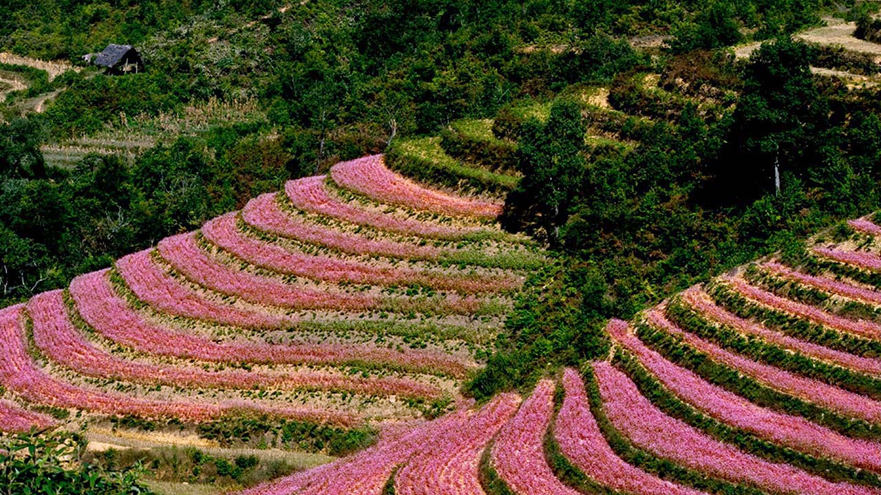 Lên Hà Giang ngắm hoa Tam Giác Mạch