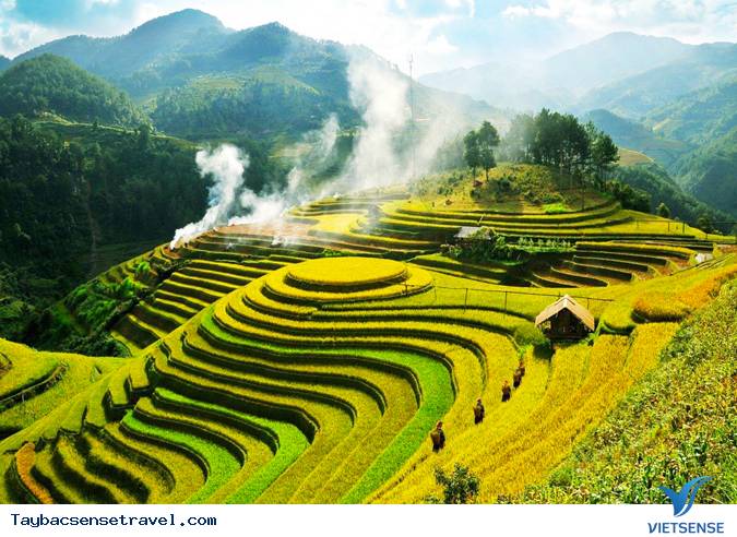Tây Bắc mùa lúa chín