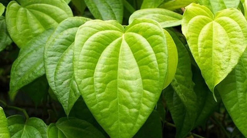 Chữa đau mắt đỏ bằng lá trầu không